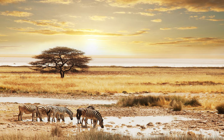 La lune de miel : Le désert de Namibie La lune de miel : Le désert de Namibie